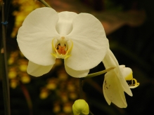 A elegância e a delicadeza de uma Orquídea